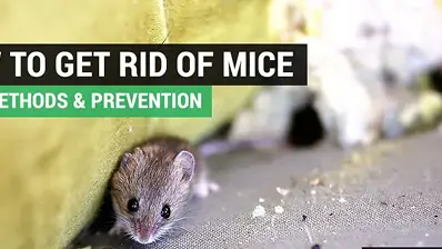 How to Get Rid of Ants in Your Home: Prevention &amp; Treatment Guide