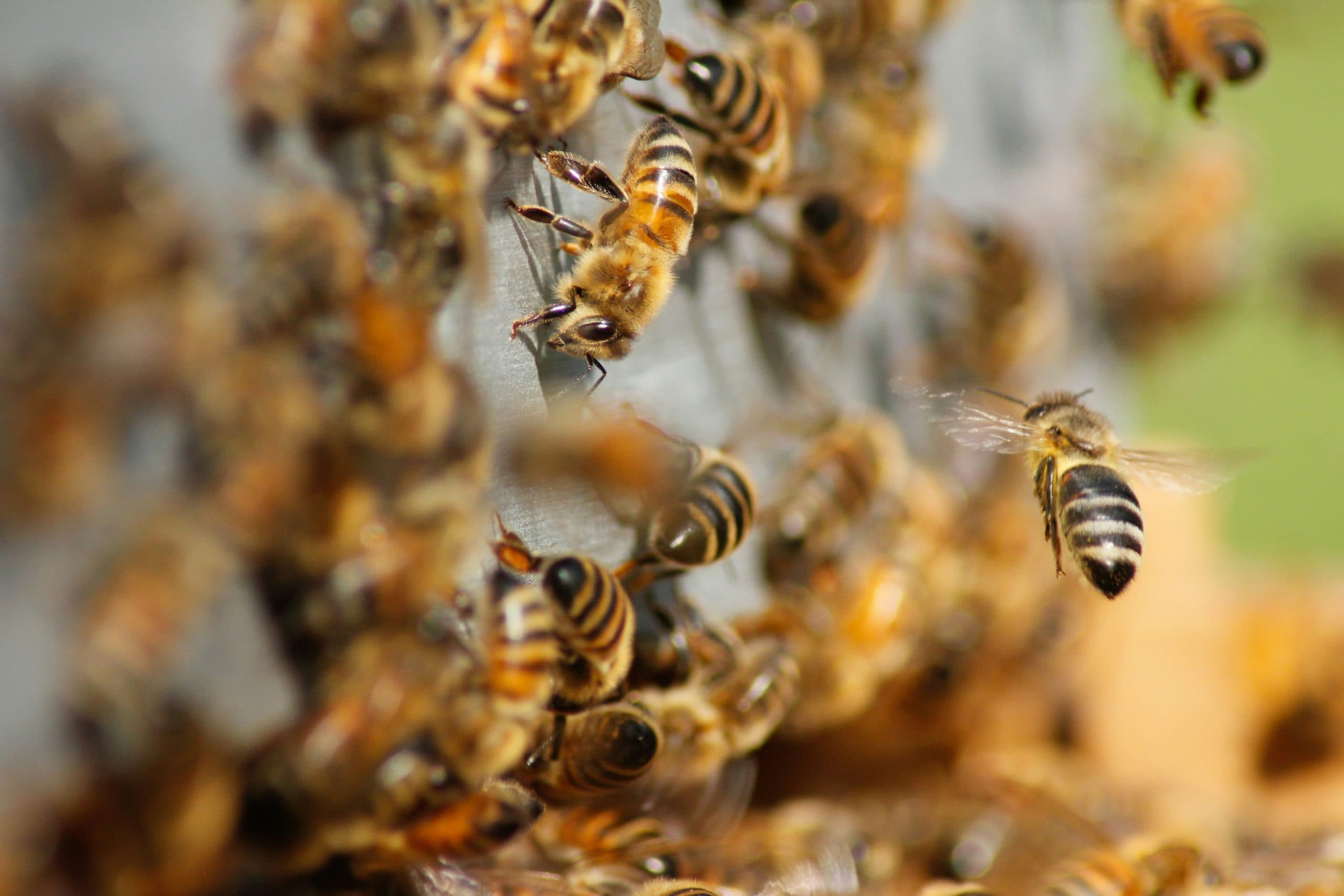 Why Do Bees Nest in Walls and Chimneys? How Bee Infestations Start in North East Homes