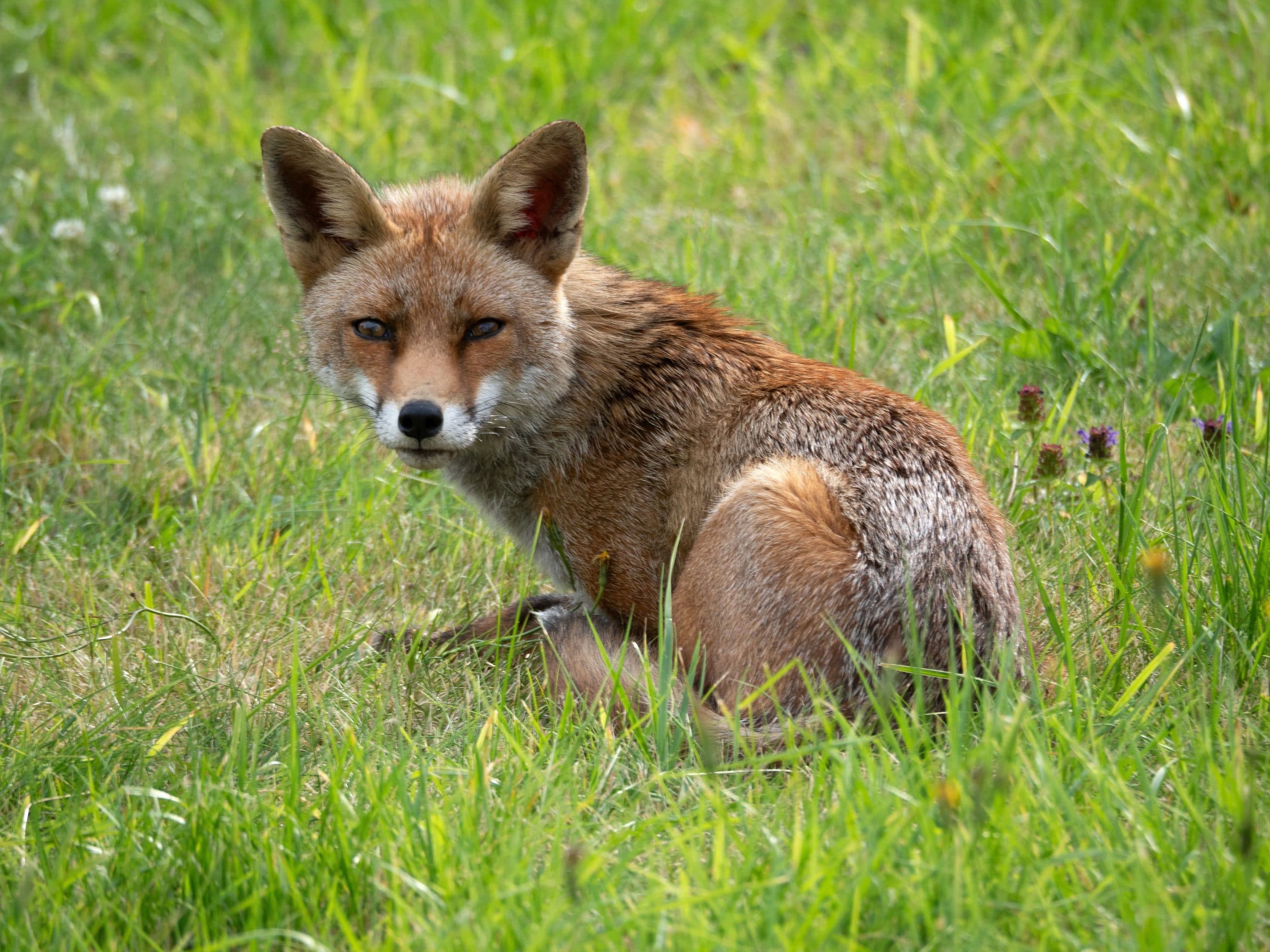 Urban Foxes in North East England: Why They’re in Gardens and What the Real Risks Are