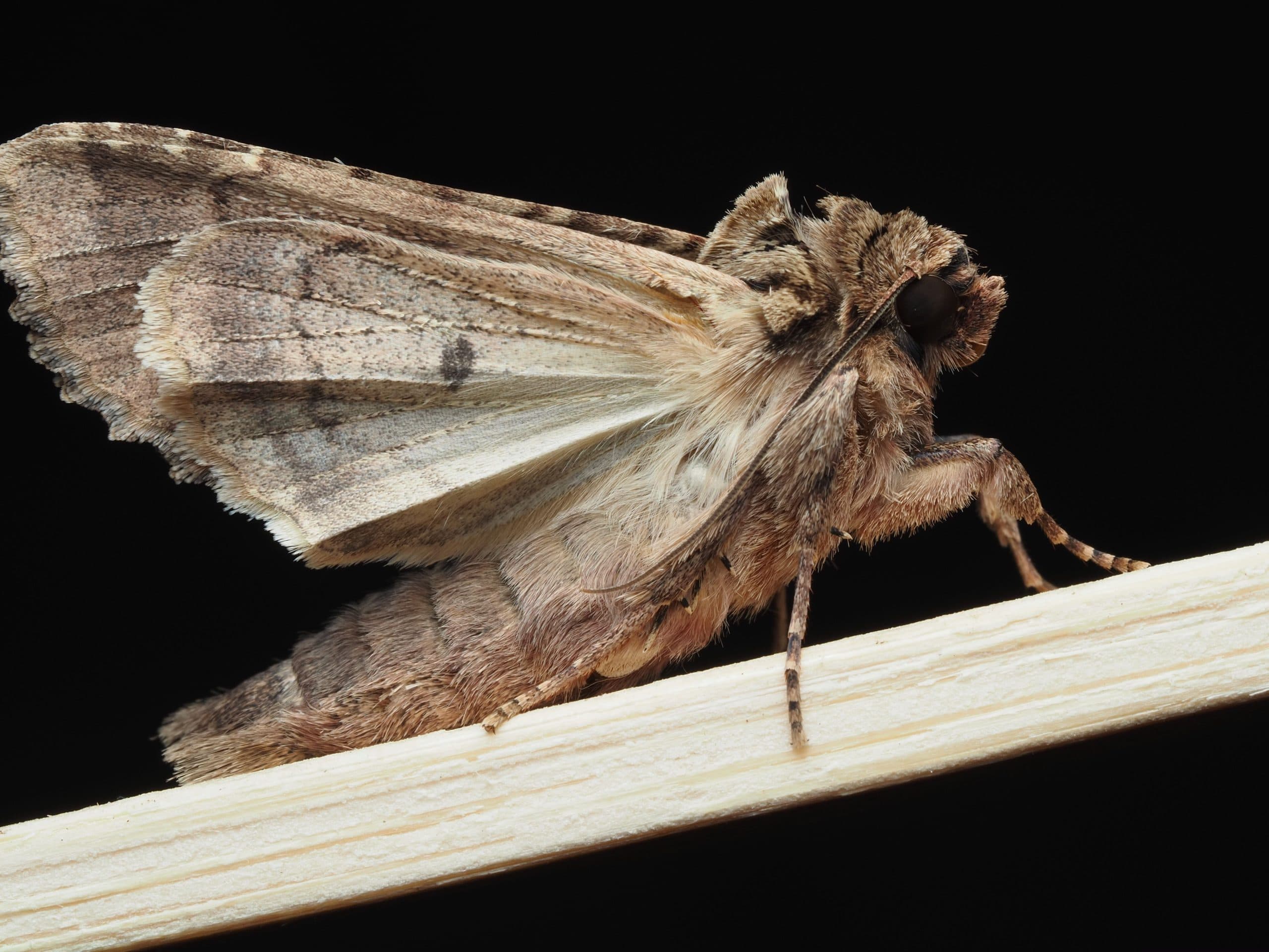 Why Do I Have Moths? What Causes an Infestation and Which Rooms Are Most at Risk