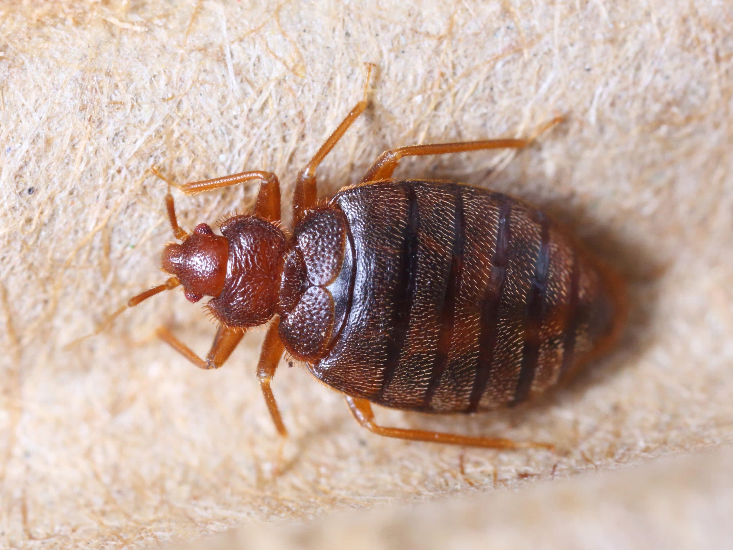 Bed Bug Pest Control by Clear Pest Control Close-up of bed bugs representing insect pest control by Clear Pest Control in North East England