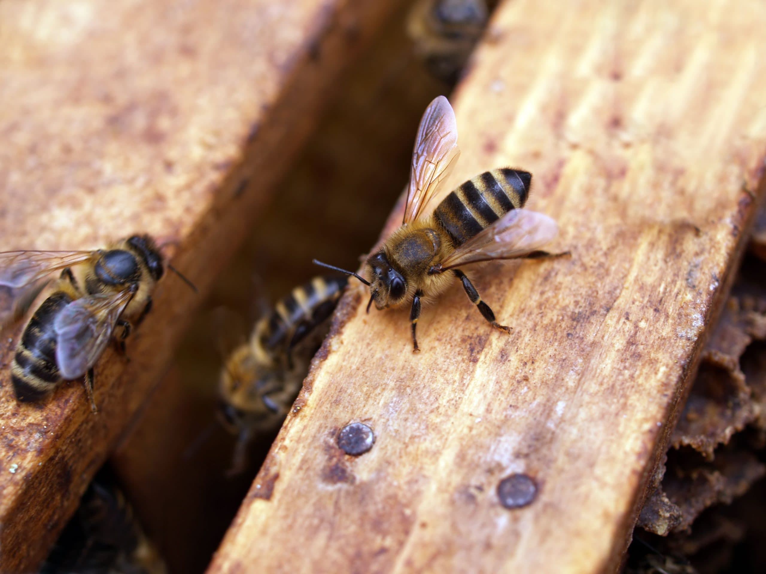 Bee Nest Pest Control by Clear Pest Control Bees nesting in a roof space representing bee pest control by Clear Pest Control in North East England