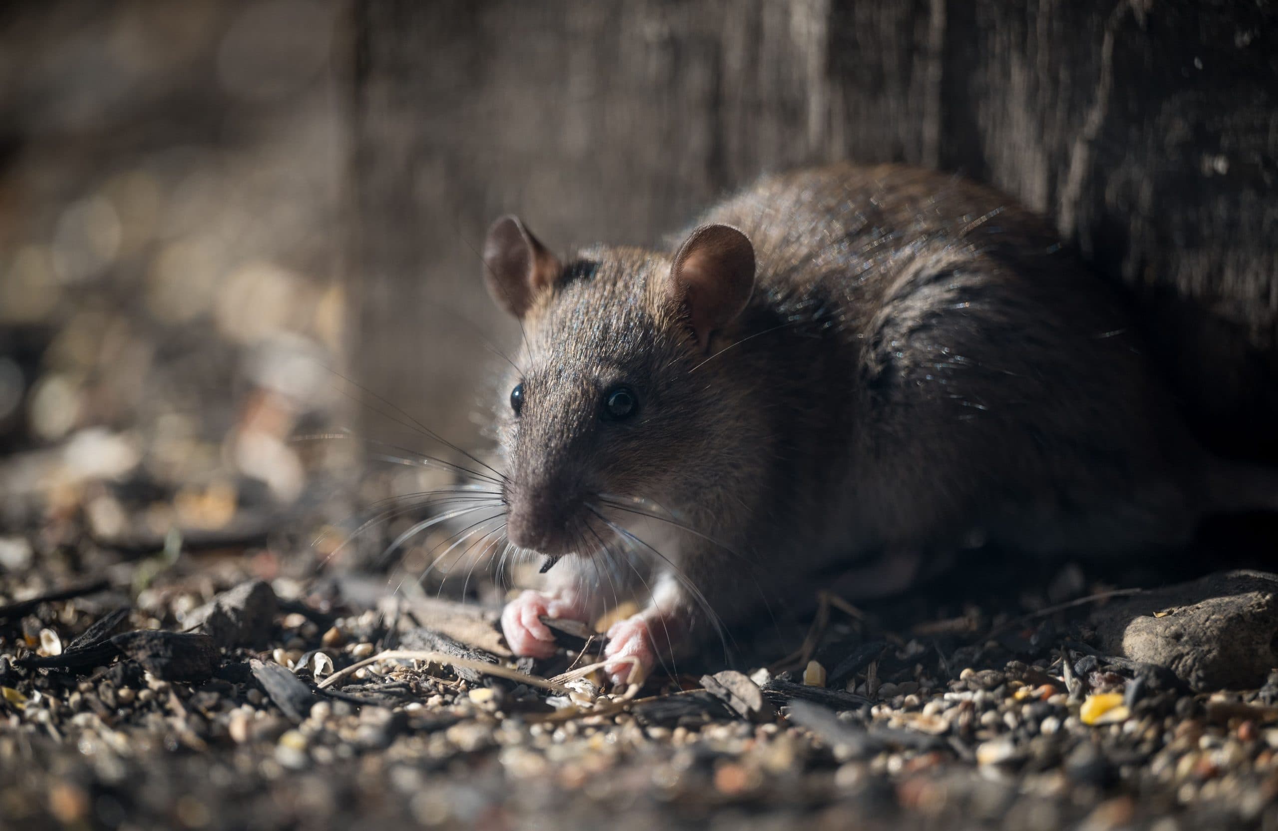 Rat and Rodent Pest Control by Clear Pest Control Brown rat outdoors representing rodent pest control by Clear Pest Control in North East England