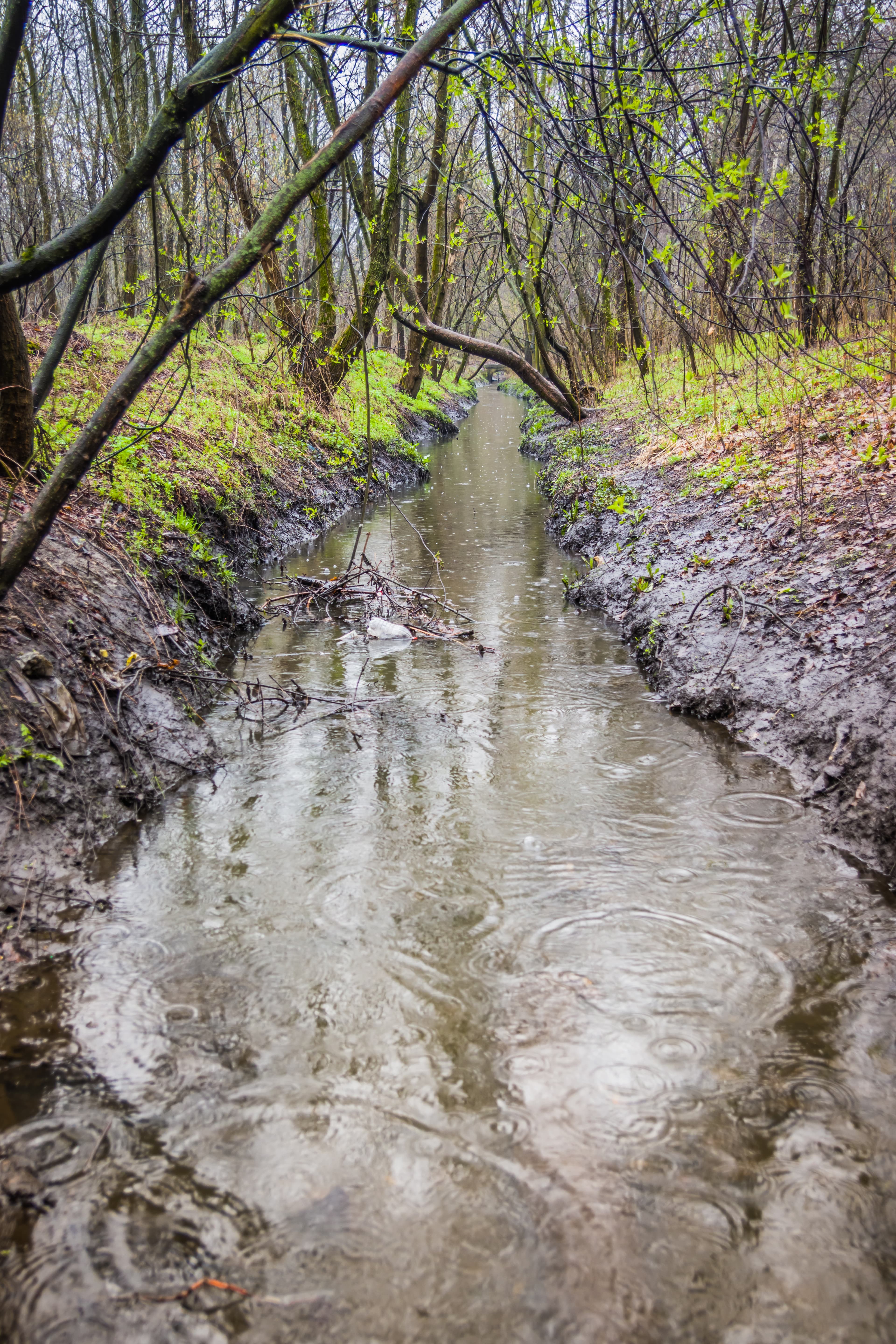 Pest Control in Jarrow | Clear Pest Control Woodland stream representing outdoor pest control coverage in Jarrow by Clear Pest Control