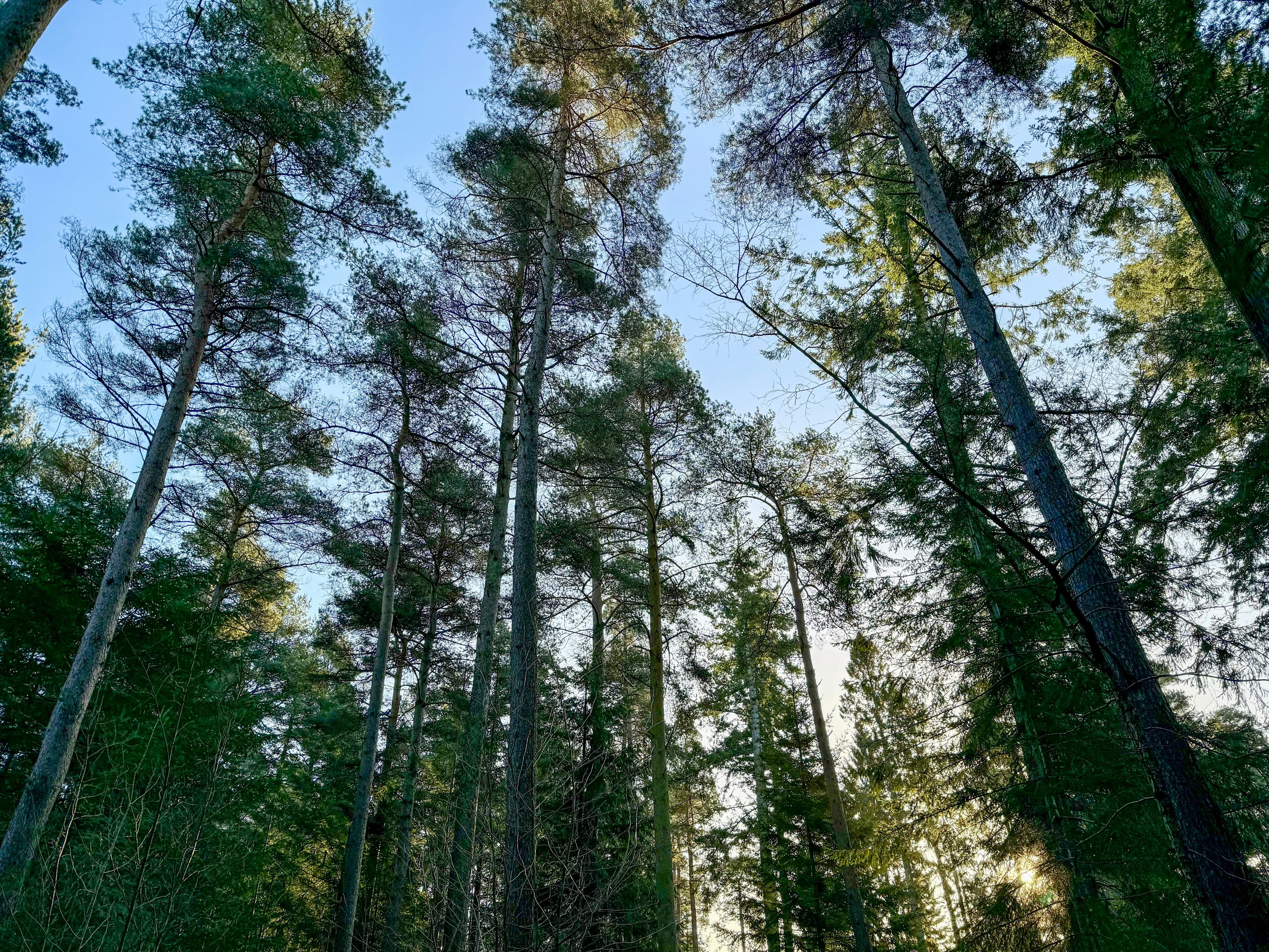 Pest Control in Kendal | Clear Pest Control Woodland landscape representing Clear Pest Control pest control coverage around Kendal