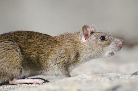 Close up of a rodent beside skirting board