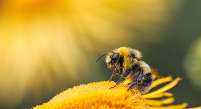 Bumblebee feeding on a yellow flower