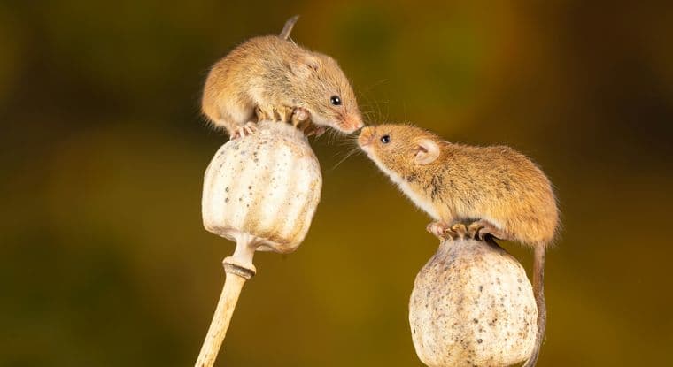 Two mice balancing on dried seed heads
