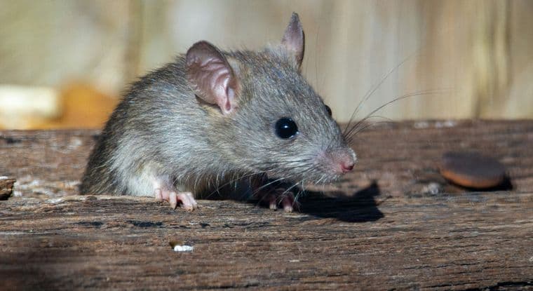 Rat standing on a wooden decking board