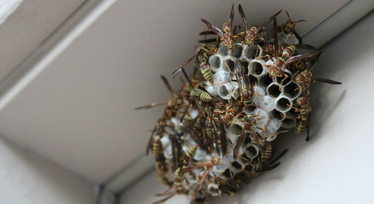 Wasp nest built beneath a window frame