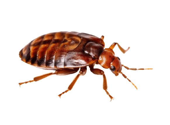 Bed Bugs