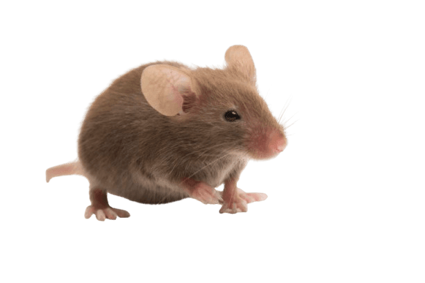 Mice