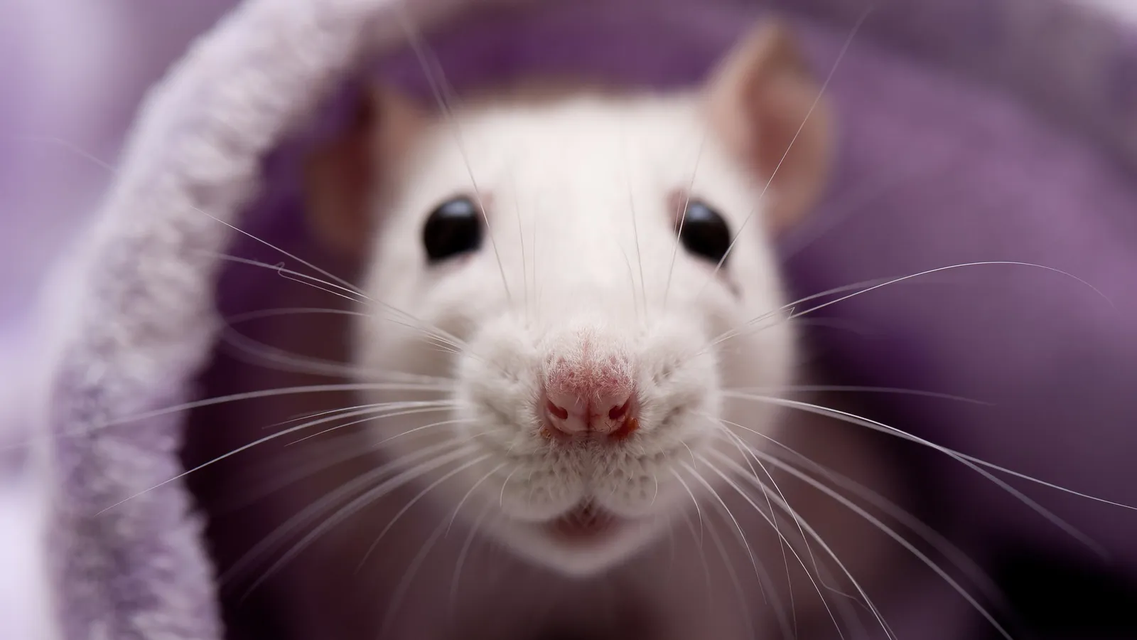 Rats