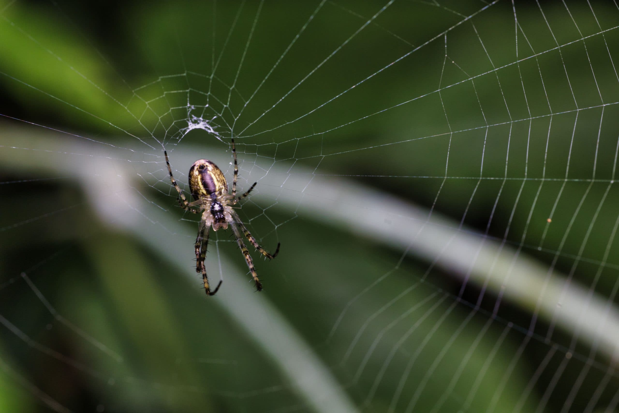 House Spiders in the UK: Which Species Are Common and When They Invade Homes