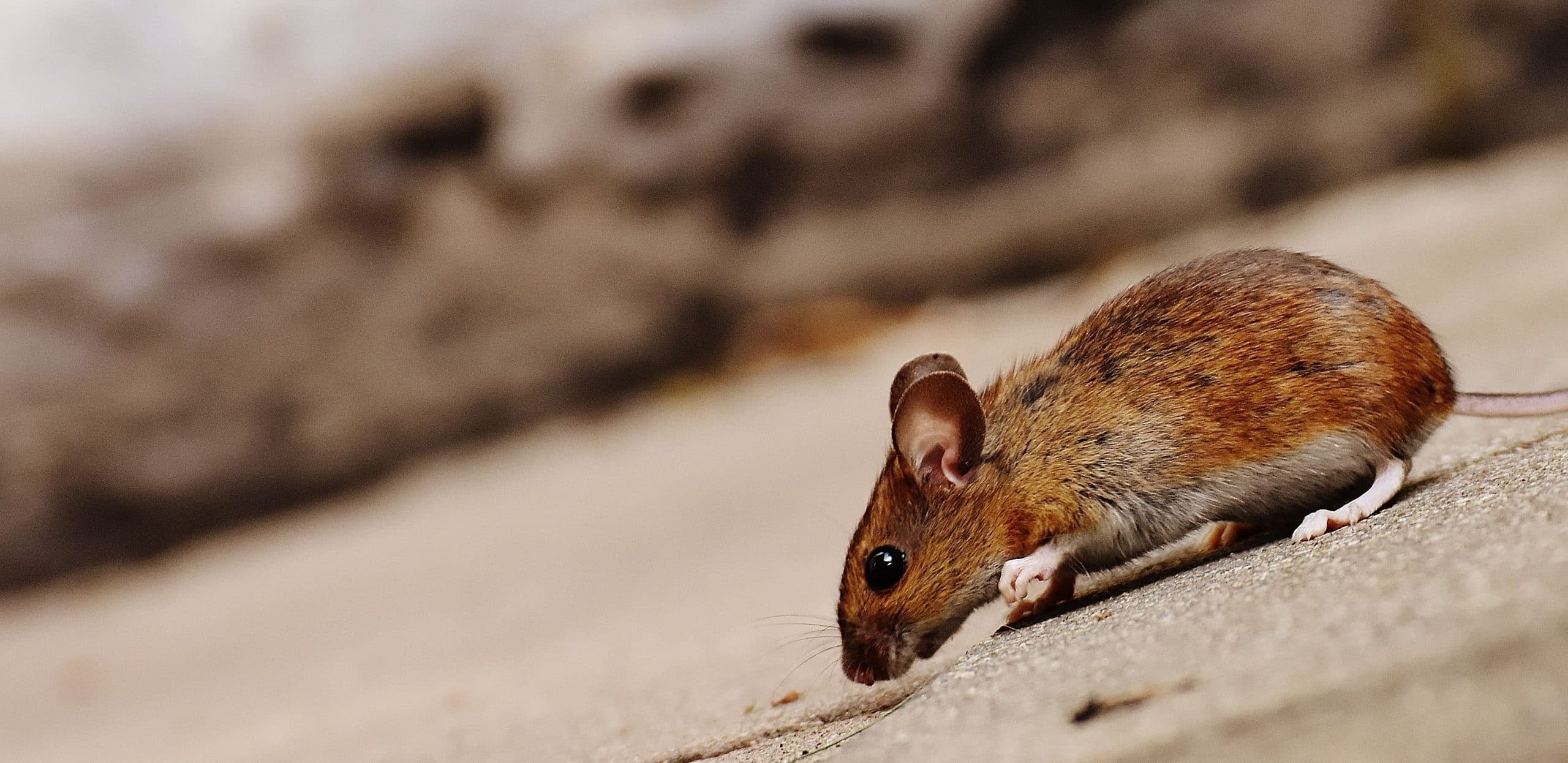 Mice in the House: Signs, Health Risks and Why They’re Harder to Remove Than You Think