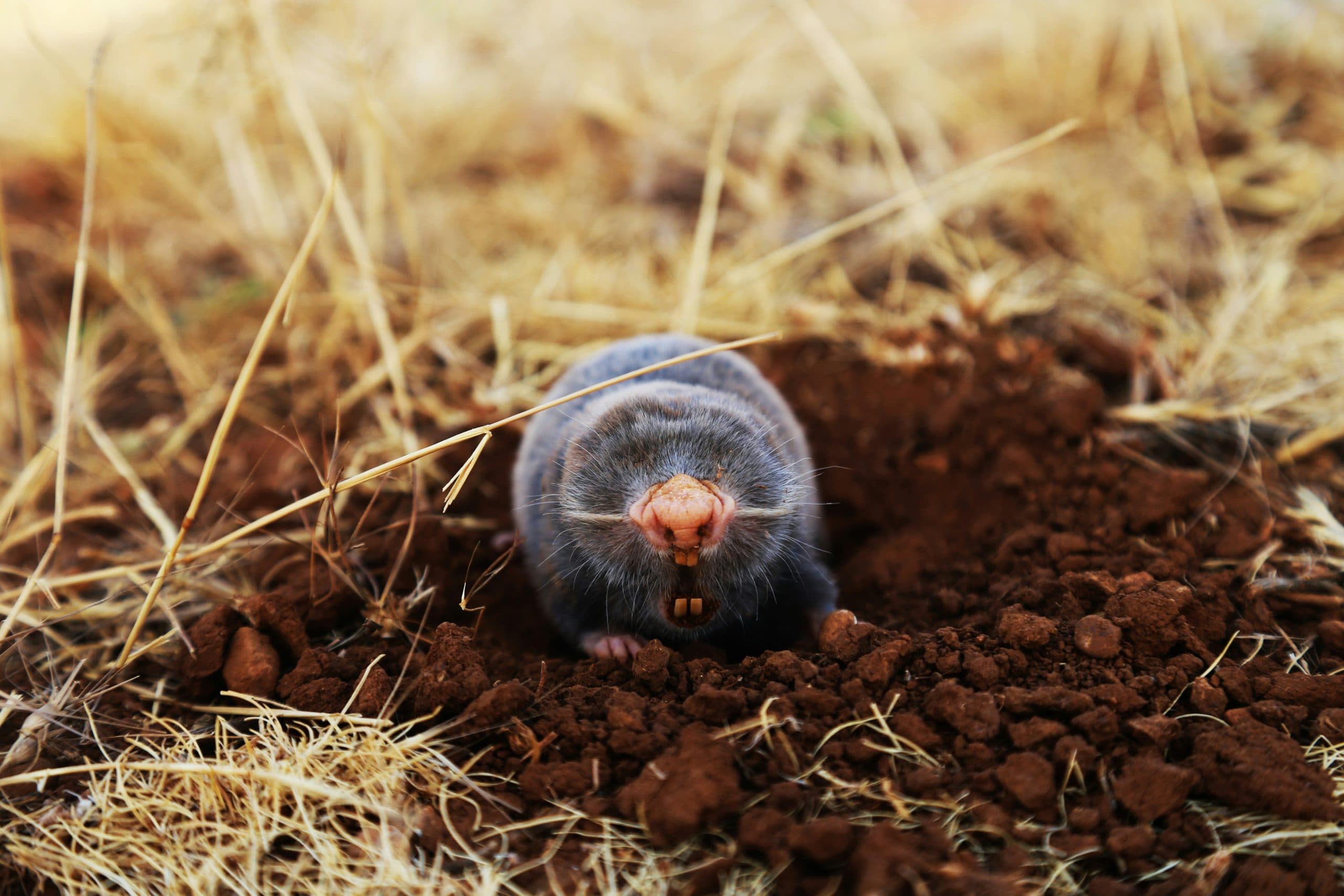 Moles in the Garden: What They’re Doing, the Damage They Cause and the Myths