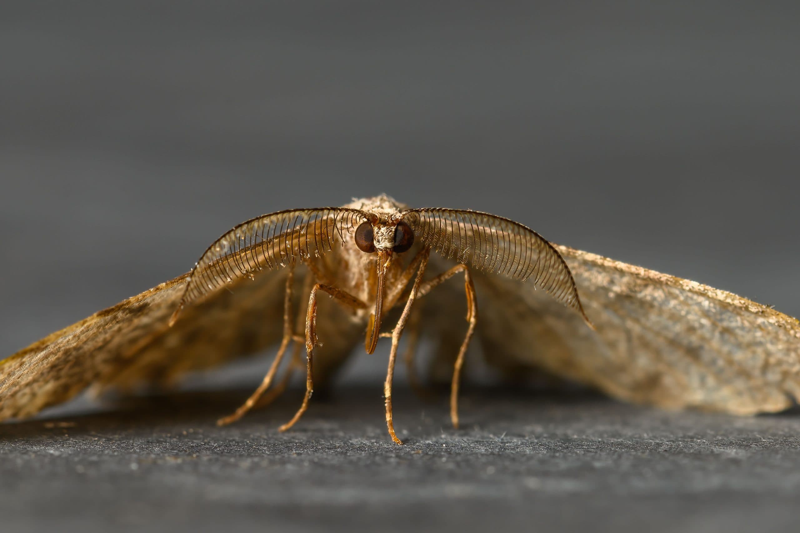 Moths in the House: Carpet Moths, Clothes Moths and How to Tell Which You Have