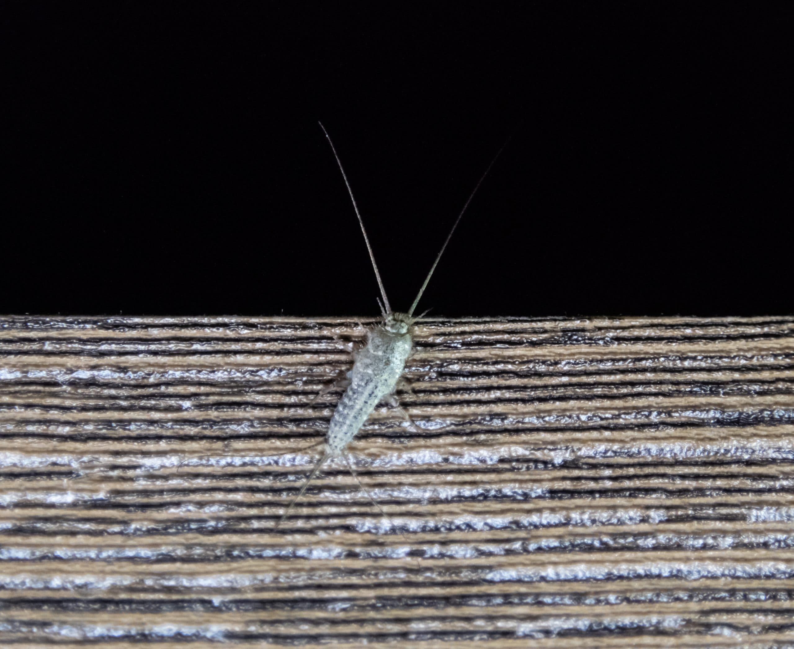 Silverfish in the Home: What They Are, Where They Hide and Why They’re Hard to Shift