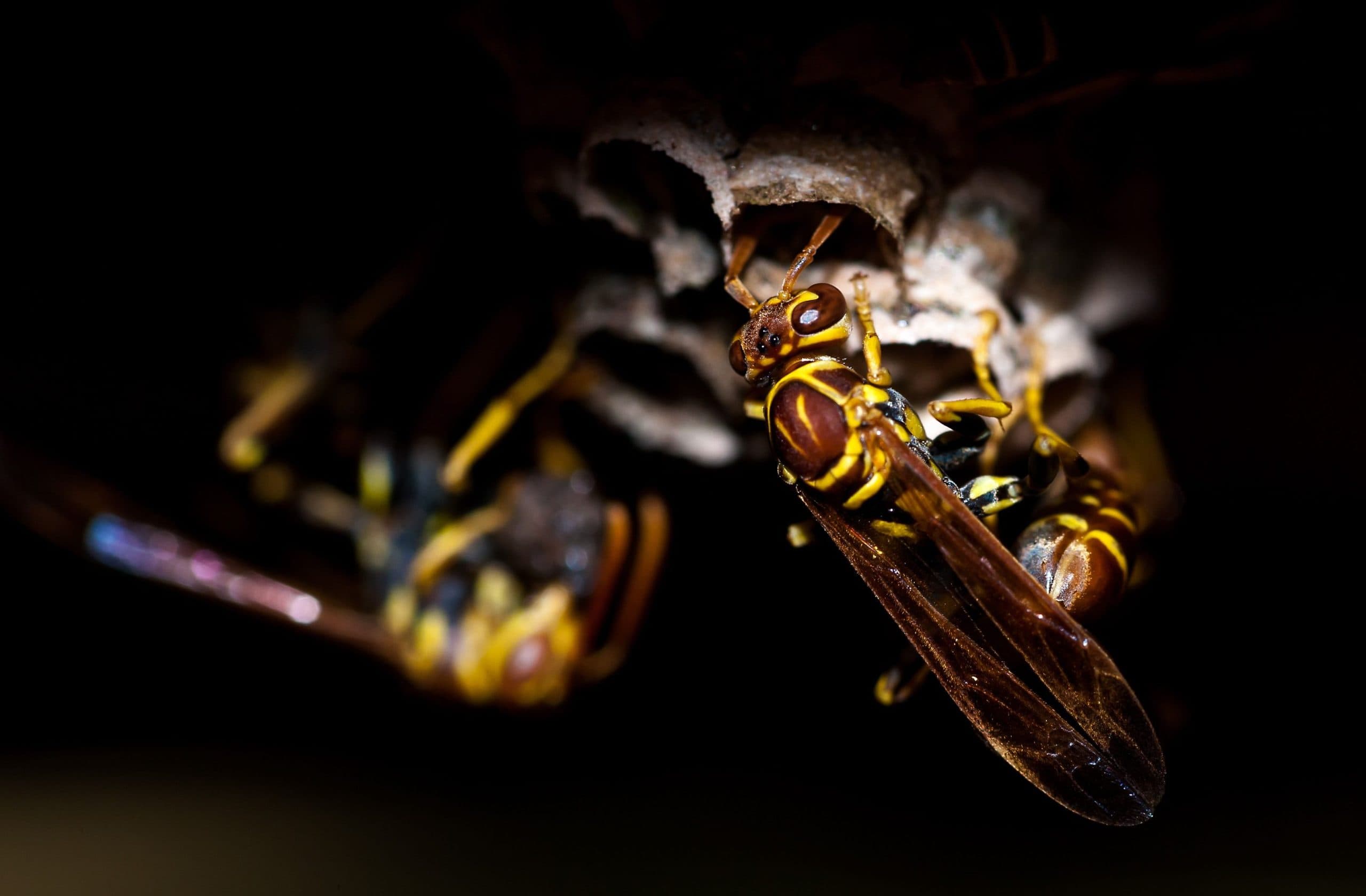 Wasp Nests in the UK: Types, Locations and Why Early Season Removal Matters