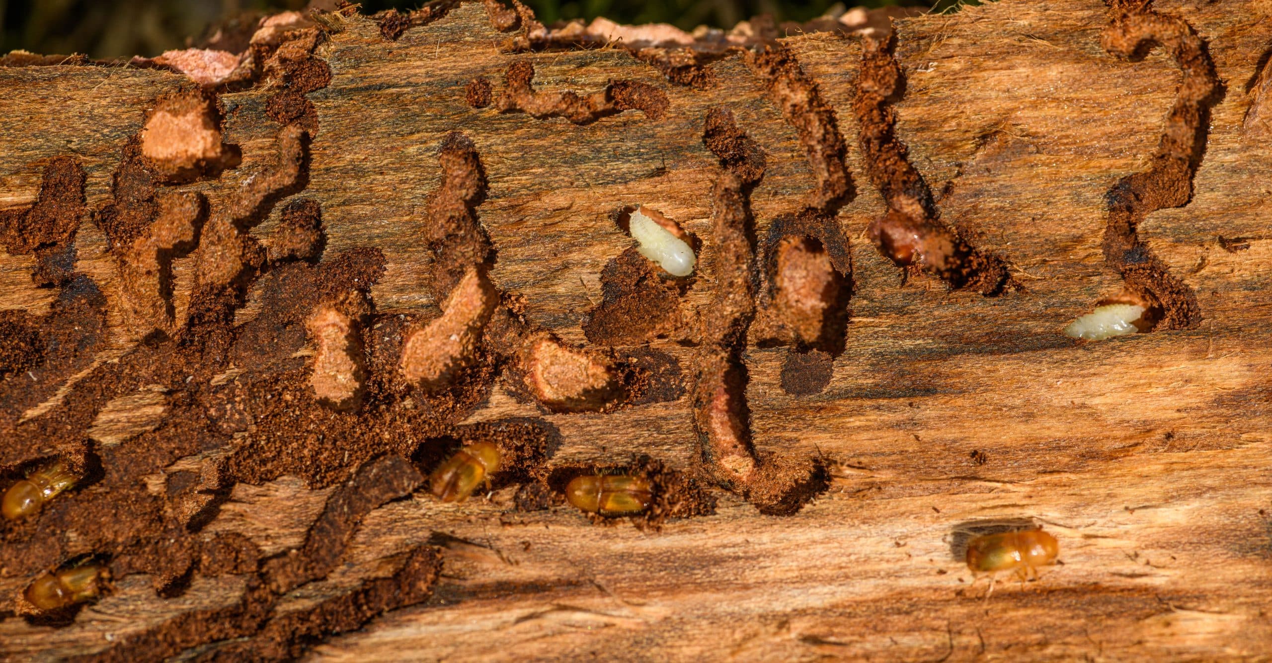 Woodworm in the Home: What It Is, What It Looks Like and How to Spot Active Damage
