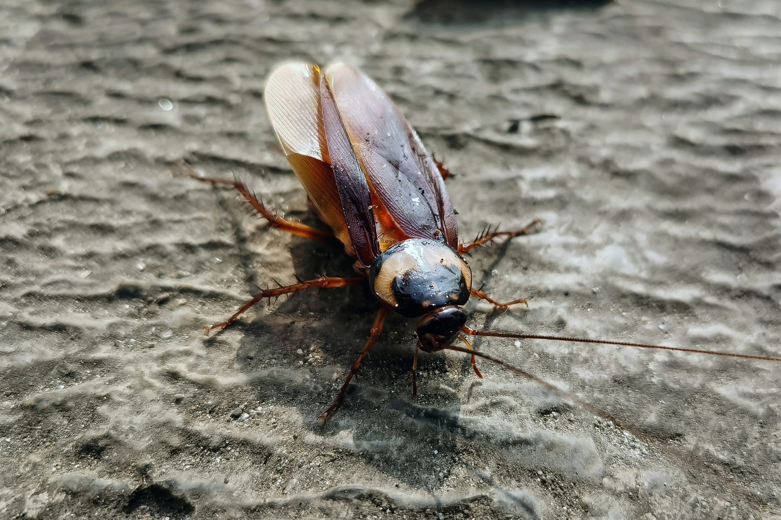 What Causes a Cockroach Infestation? Where They Come From and What Attracts Them