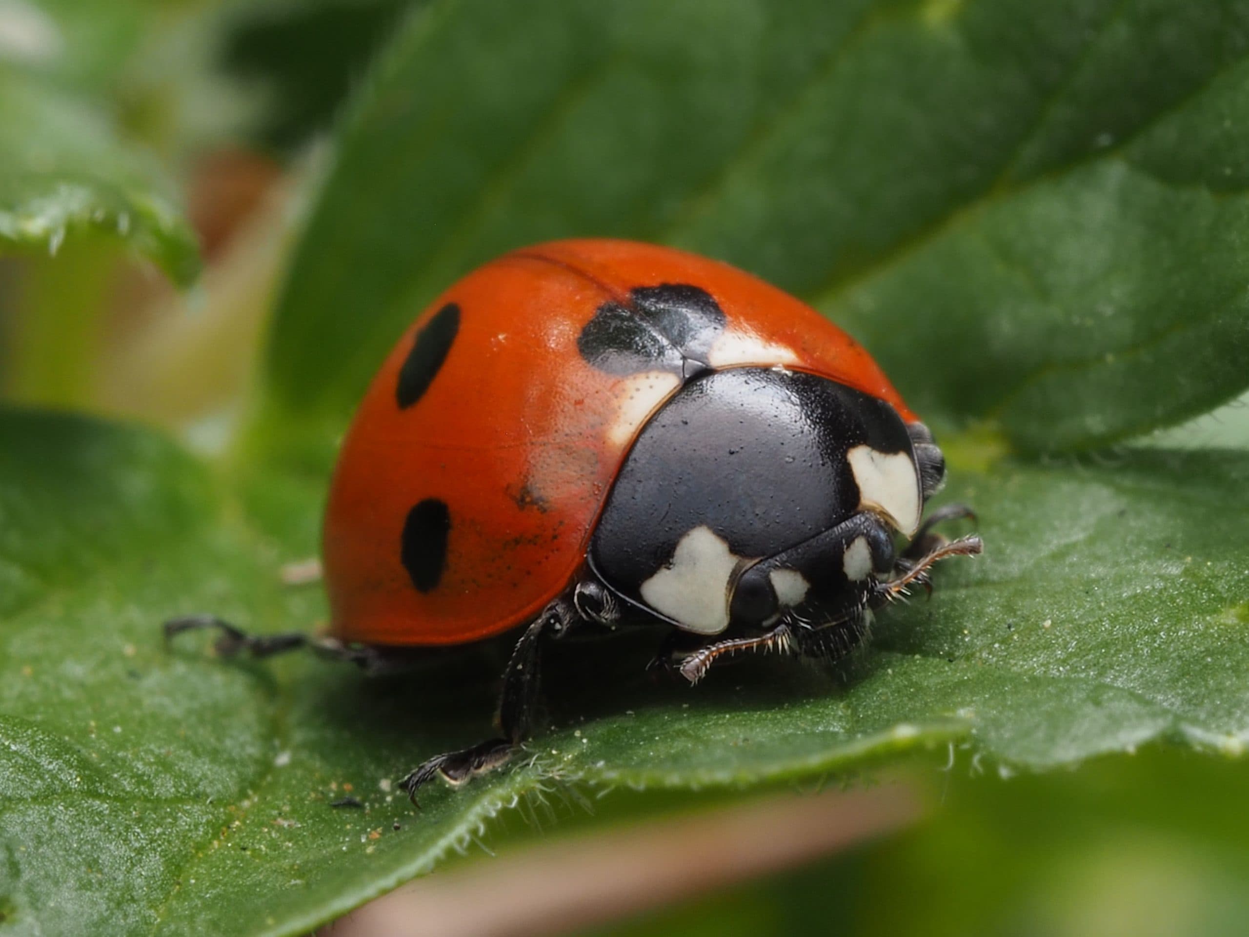 Ladybird Infestations in UK Homes: Why They Swarm, Where They Cluster and What to Do