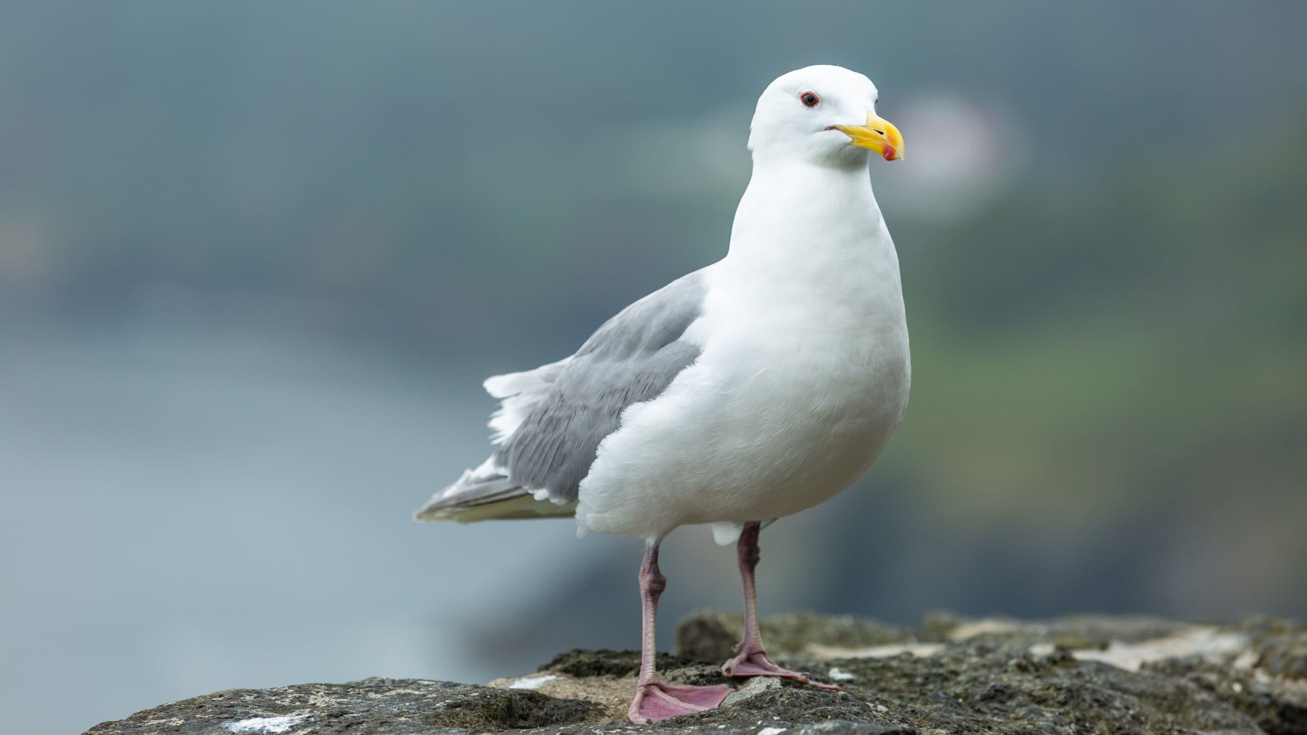 Seagulls on Roofs and Buildings: Why Urban Gulls Are a Growing Problem Across the North East
