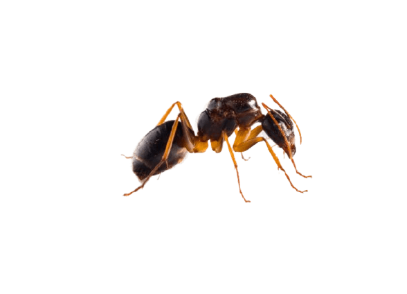 Ants