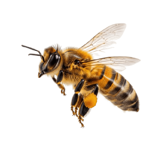 Bees