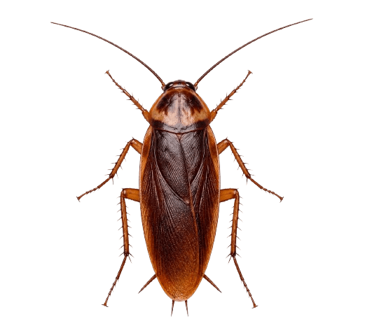 Cockroaches