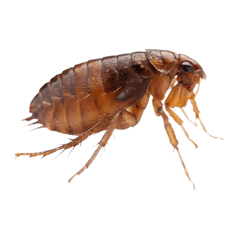 Fleas