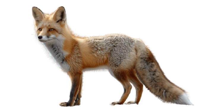 Foxes