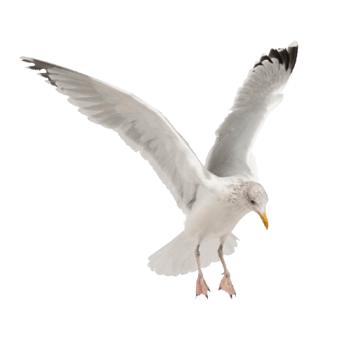 Gulls
