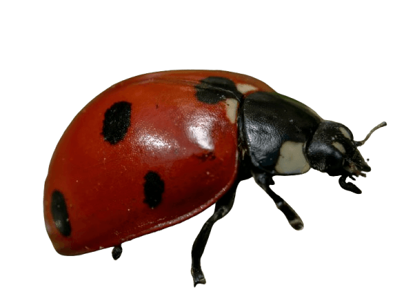 Ladybirds