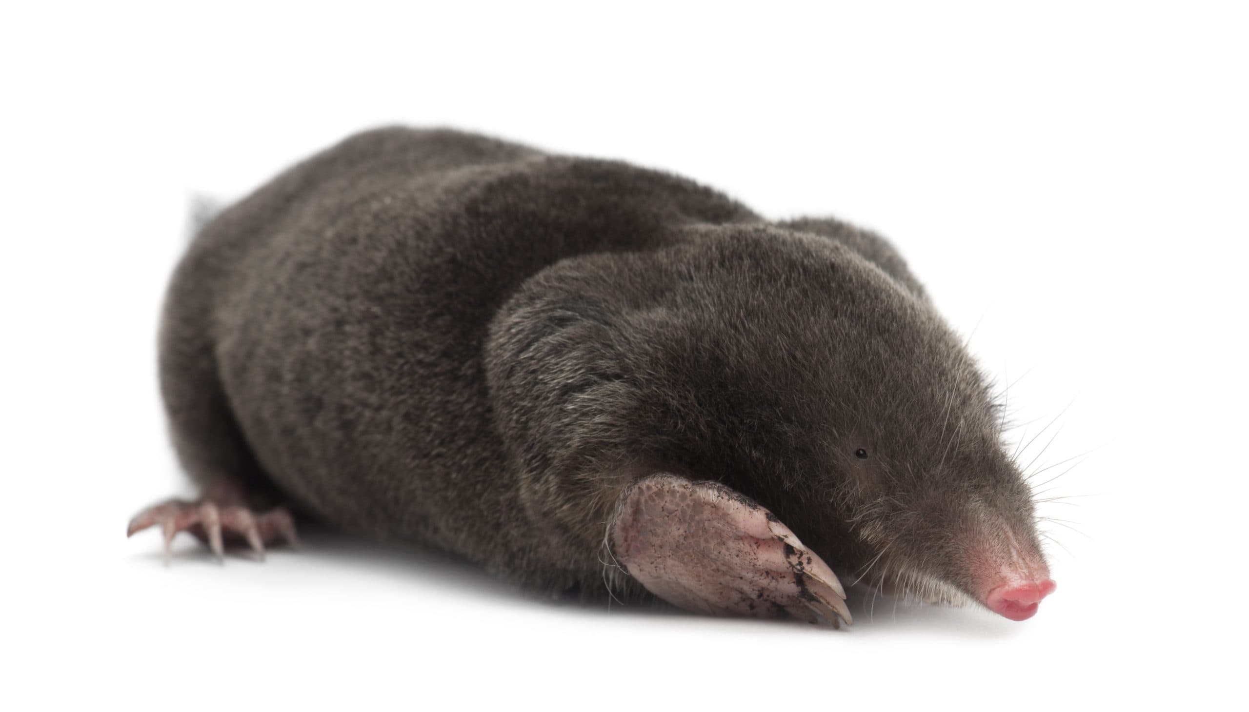 Moles