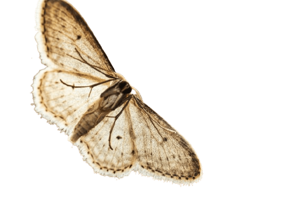 Moths
