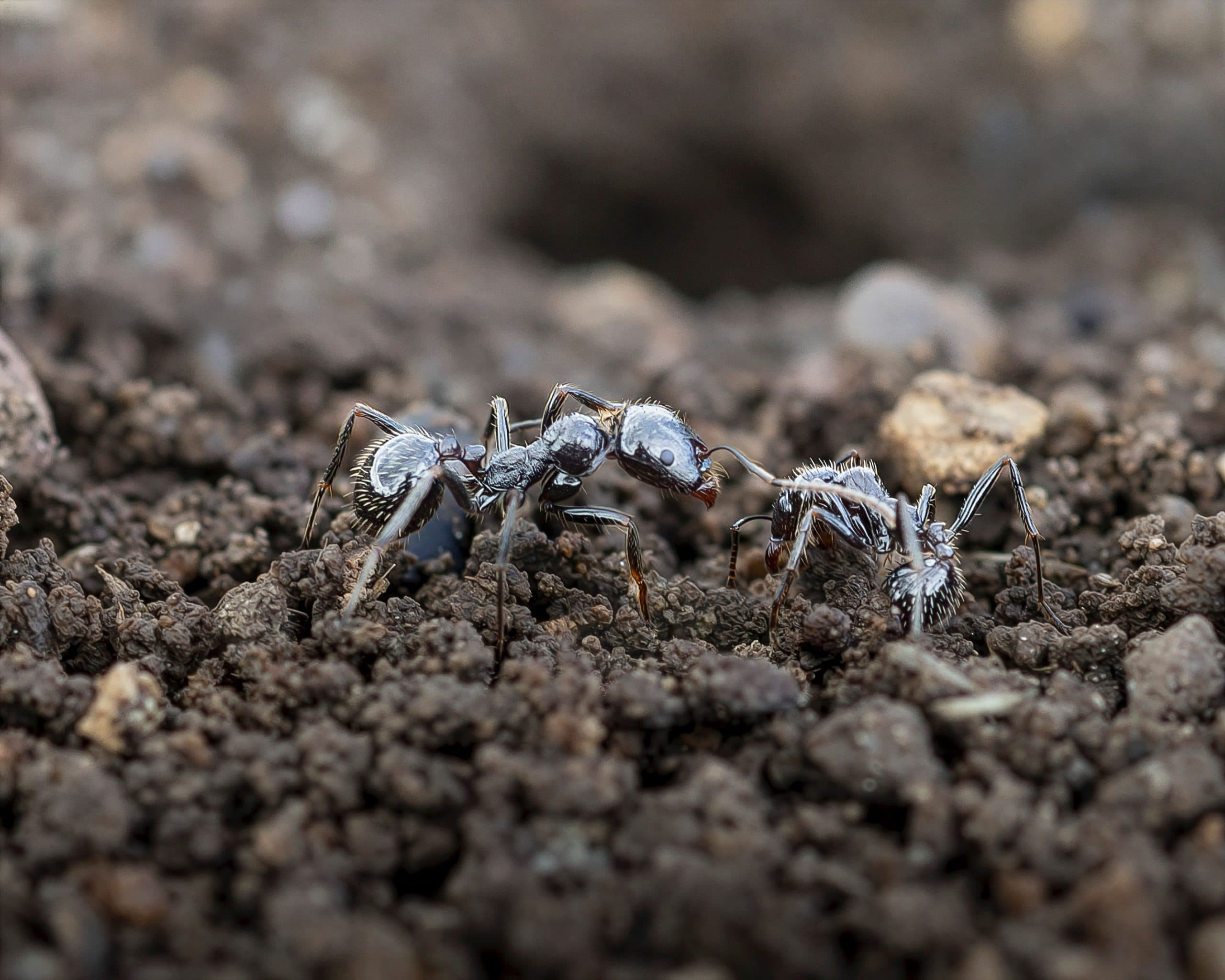 Why You Have Ants in Your Home: Common Causes and Entry Points Explained