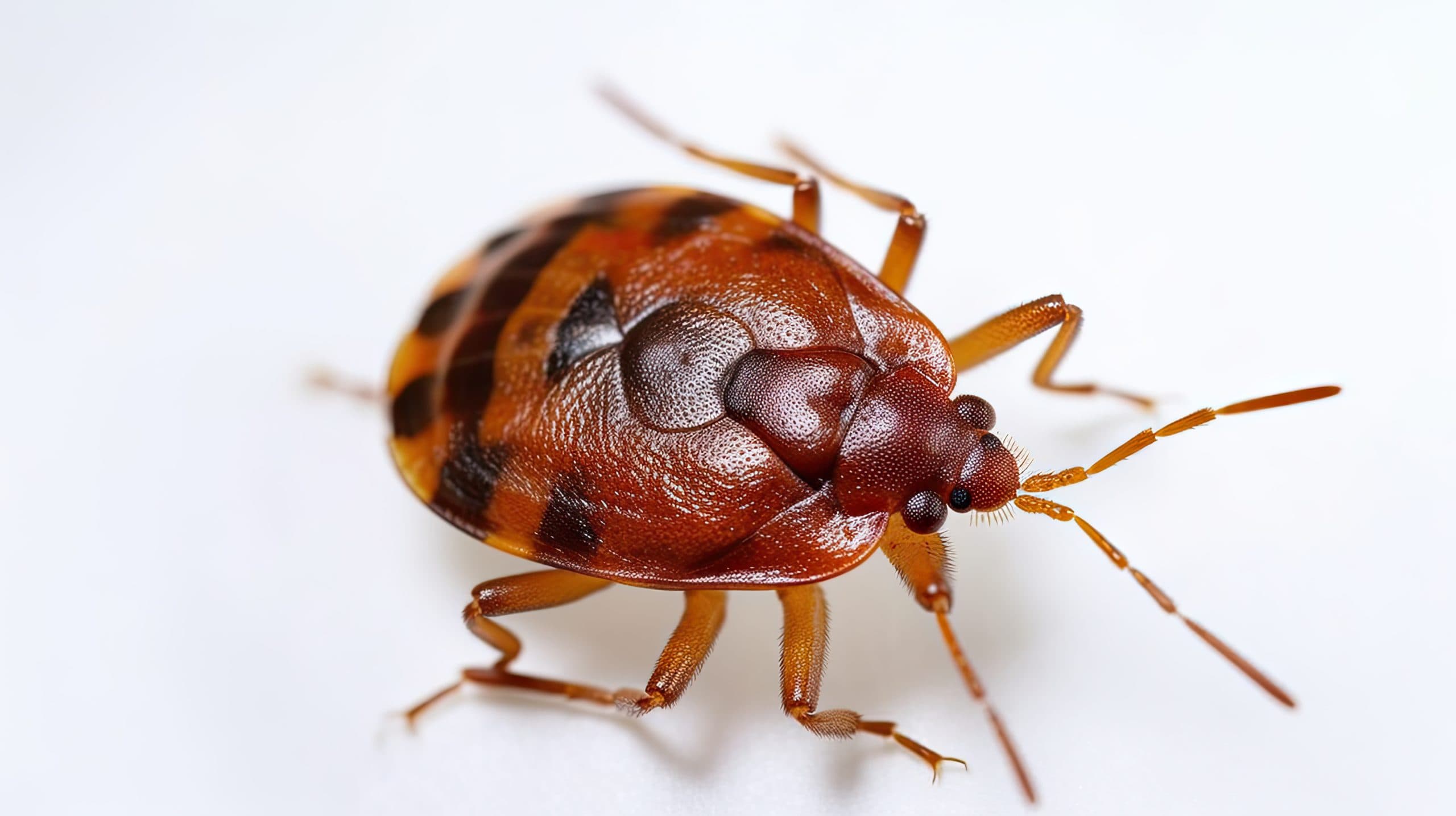 How Do You Get Bed Bugs? The Real Causes Behind an Infestation