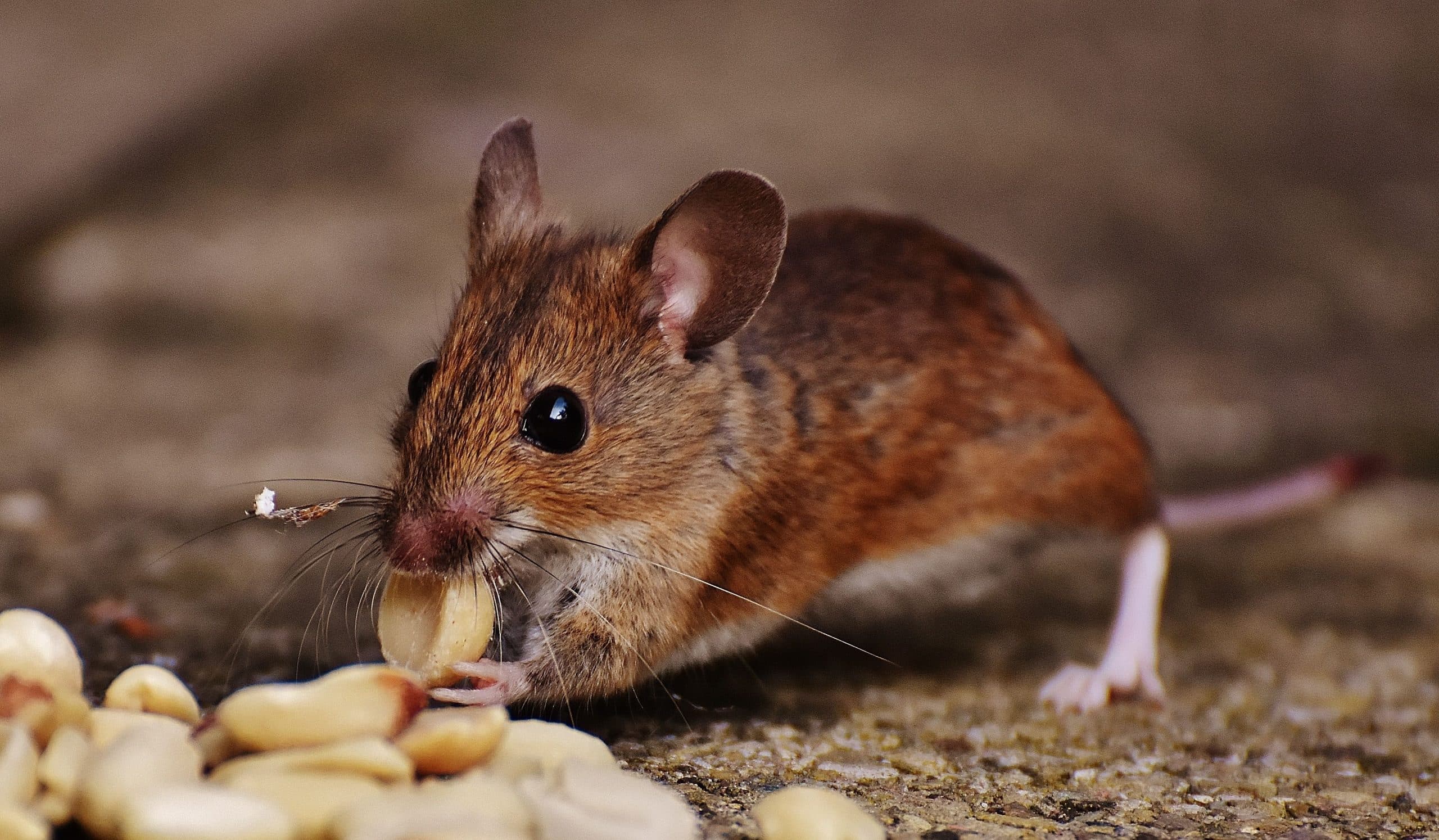 Why Do Mice Come Inside? Entry Points, Attractants and How Infestations Start