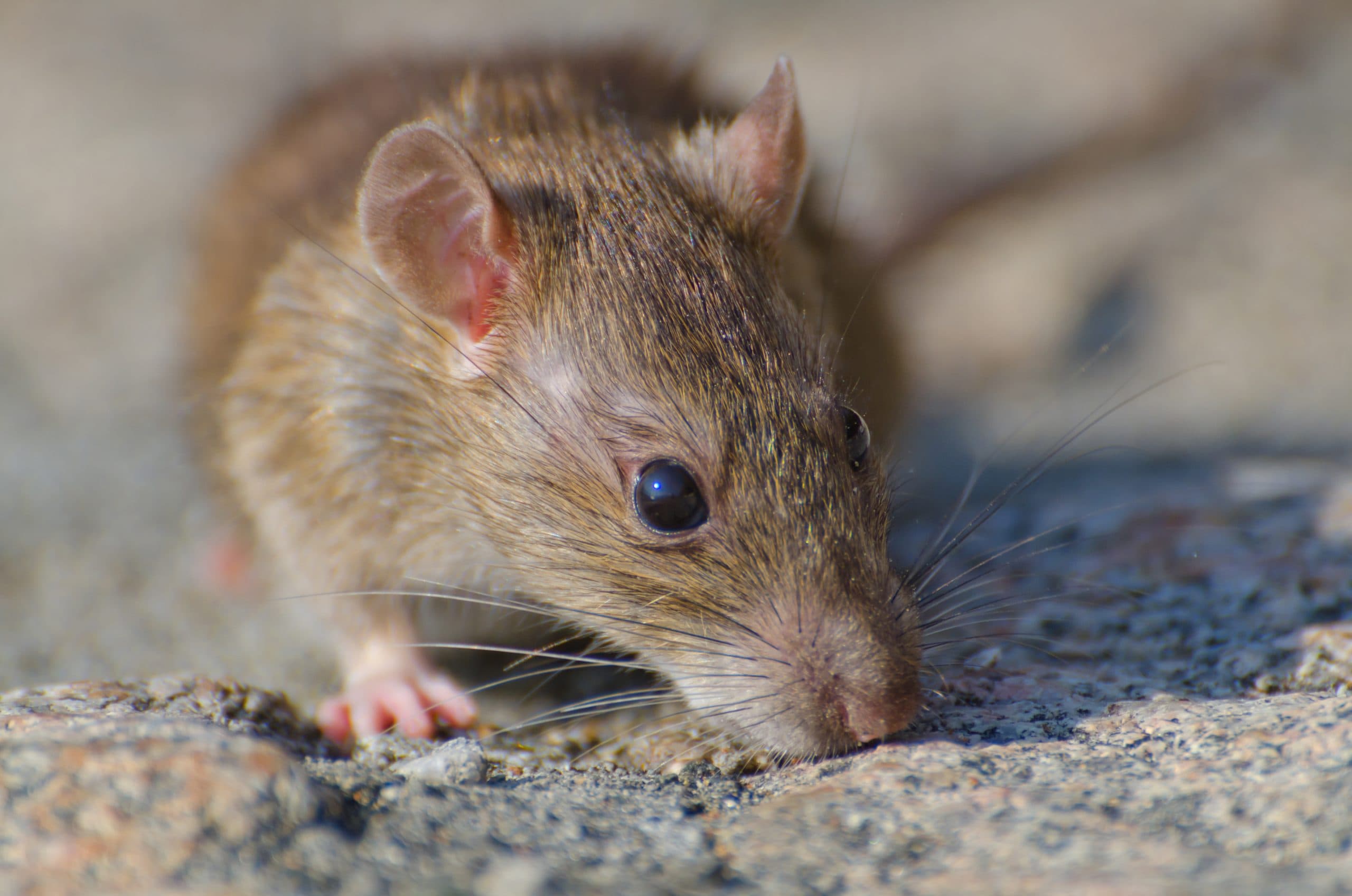 What Causes a Rat Infestation? How Rats Get In and Why They Keep Coming Back