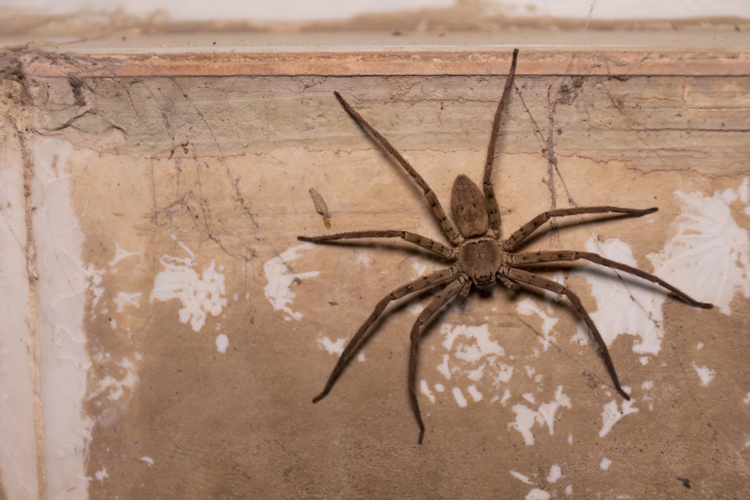 Why Are There So Many Spiders in My House? Causes, Seasons and Entry Points