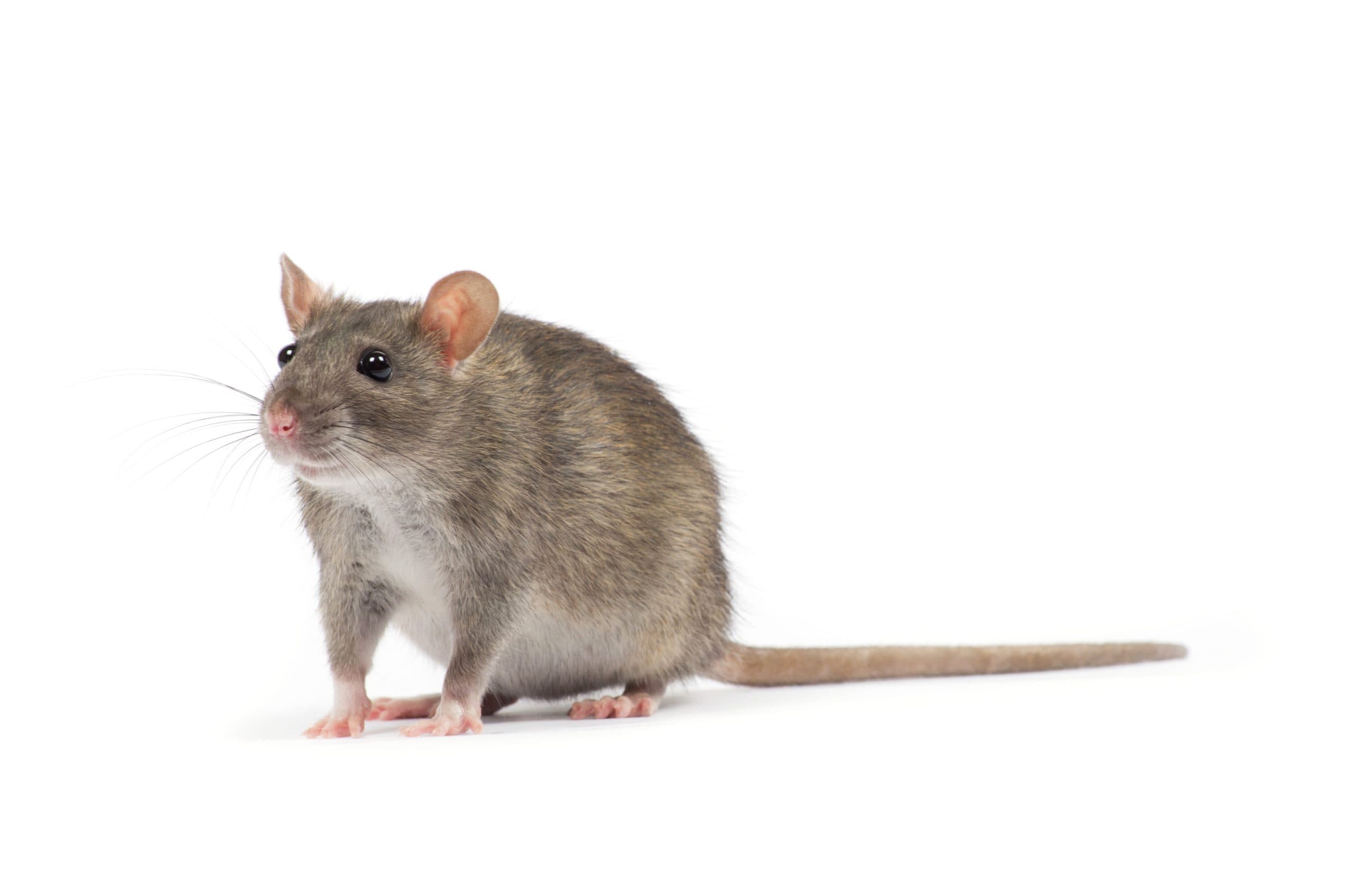 Rats