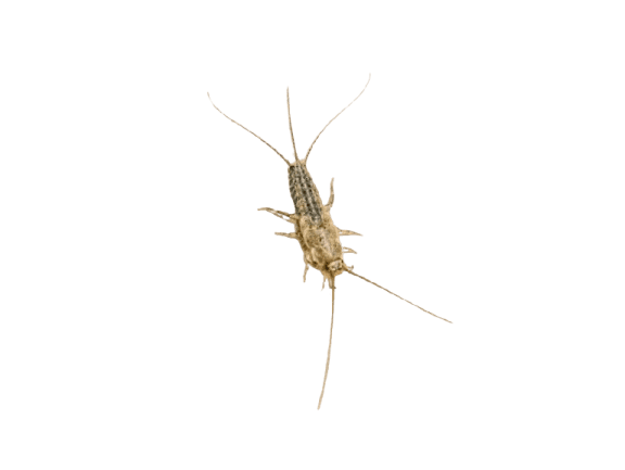 Silverfish