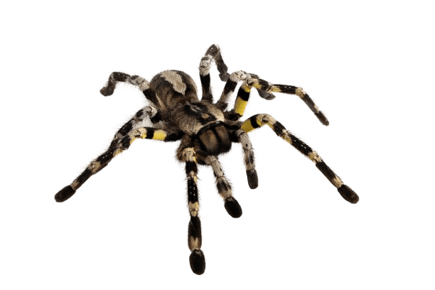 Spiders