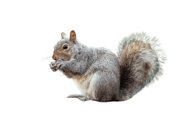 Squirrels