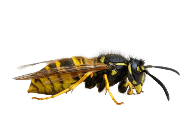 Wasps