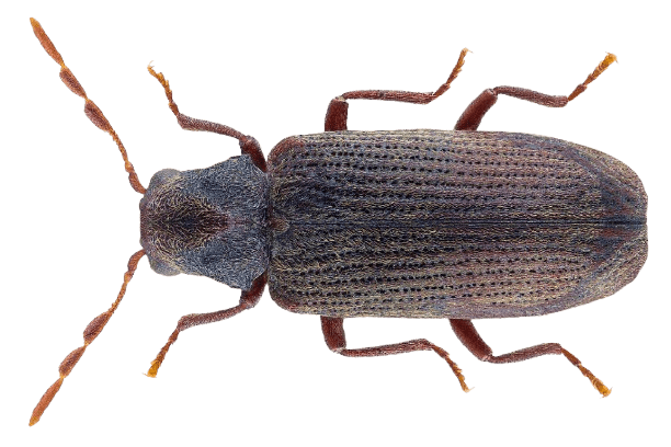 Woodworm